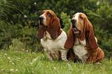 BASSET HOUND 096